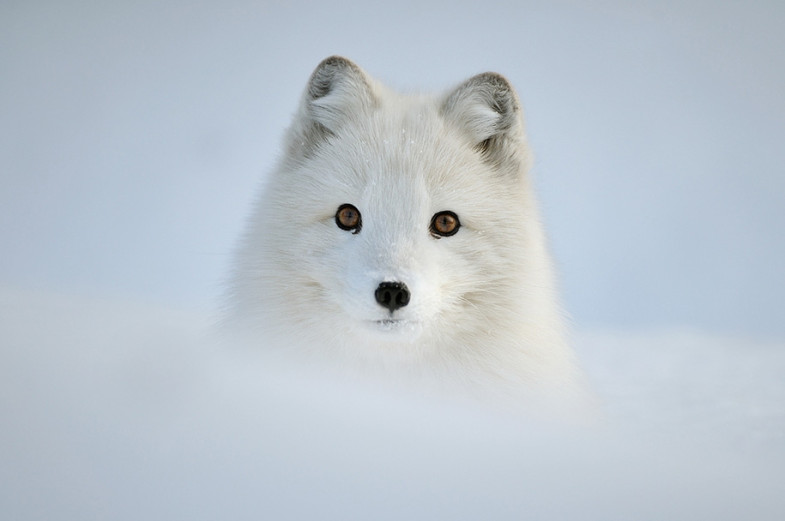 animals-in-winter-12