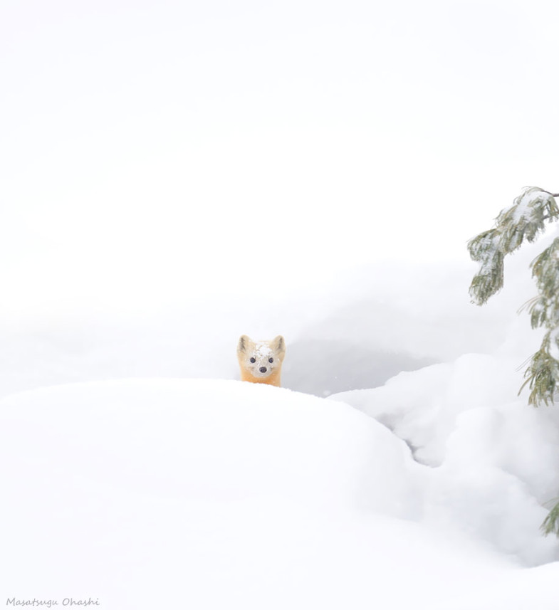 animals-in-winter-14