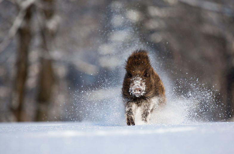 animals-in-winter-16-2