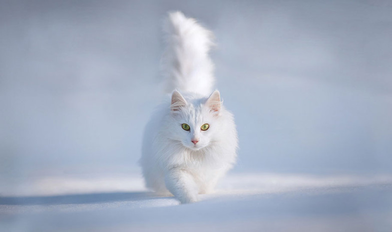 animals-in-winter-2