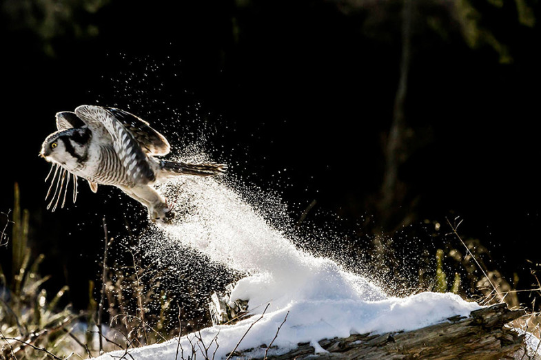 animals-in-winter-20