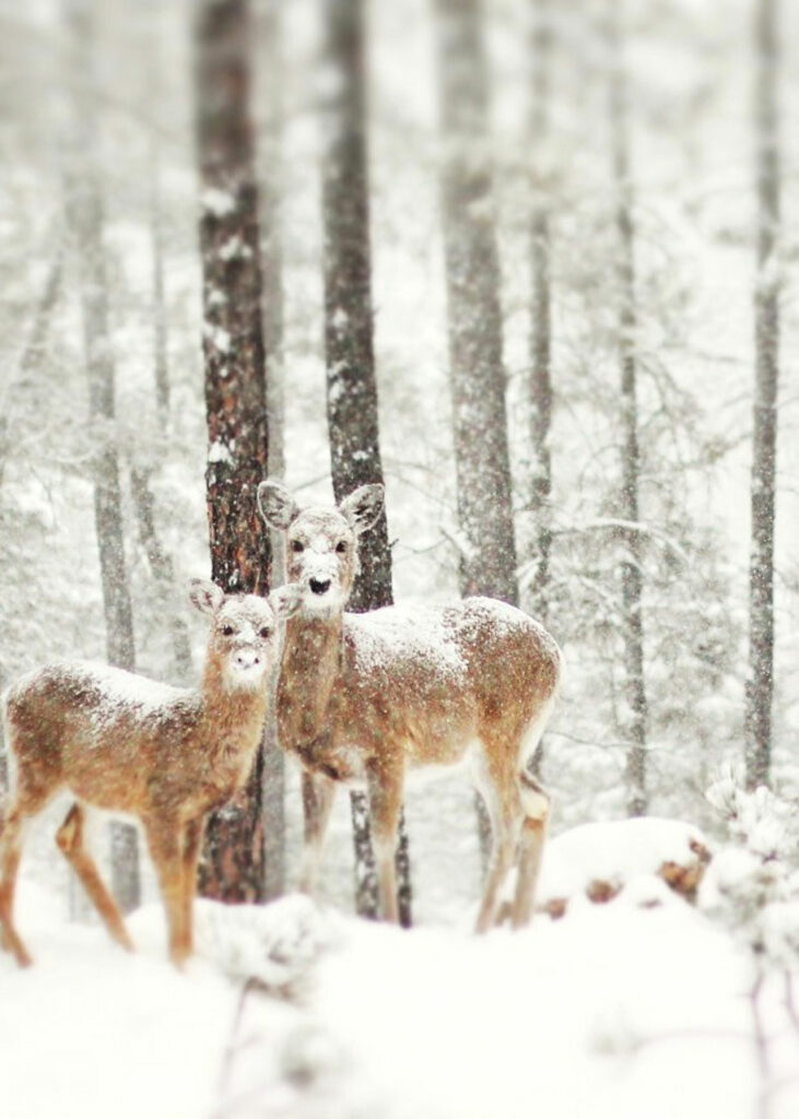 animals-in-winter-4