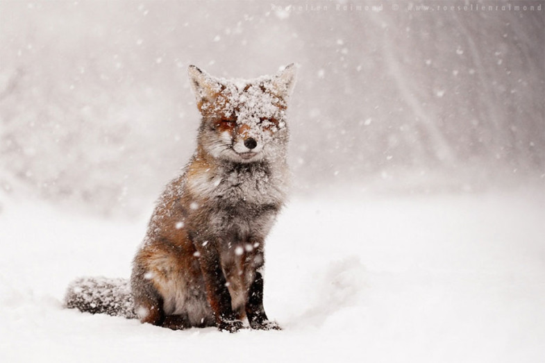 animals-in-winter-5