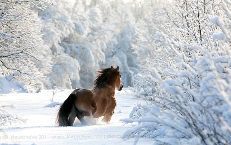 animals-in-winter-8