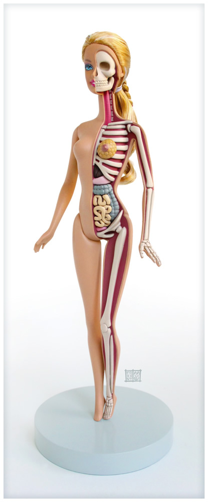 th_barbie_anatomical_model_by_freeny-d5dazp9
